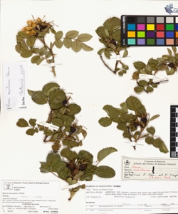 Rosa montana Chaix