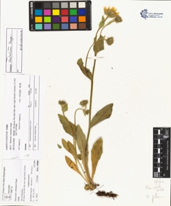 Hieracium x dentatum Hoppe
