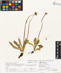 Taraxacum sect. fontana Soest