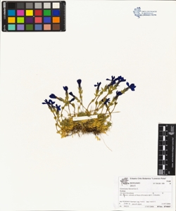 Gentiana bavarica L.