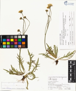 Leontodon autumnalis L. subsp. autumnalis
