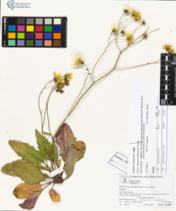 Hieracium tenuiflorum (A.-T.) Zahn