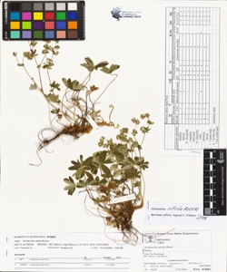Alchemilla nitida Buser