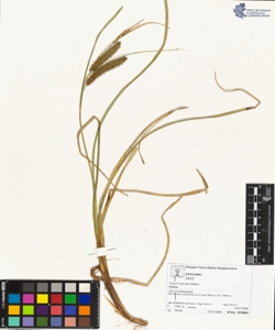 Carex rostrata Stokes
