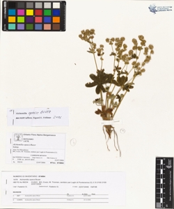Alchemilla opaca Buser