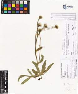 Hieracium pilosum Schleicher ex Froel.