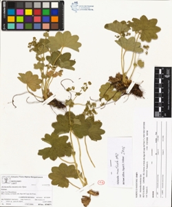 Alchemilla monticola Opiz
