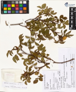 Rosa canina L. sensu Bouleng. var canina