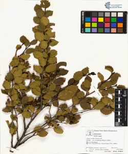 Alnus viridis (Chaix) DC. var brembana (Rota) Callier