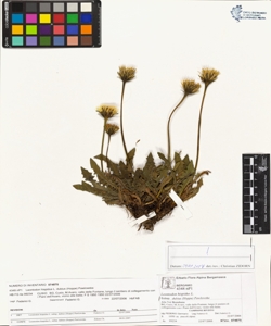 Leontodon hispidus L. subsp. dubius (Hoppe) Pawlowska