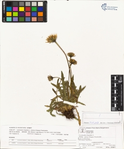 Leontodon hispidus L. subsp. dubius (Hoppe) Pawlowska