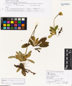 Hieracium hoppeanum Schultes subsp. hoppeanum