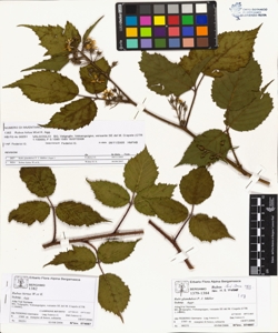 Rubus hirtus W.et K. (Agg.)