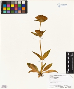 Gentiana purpurea L.