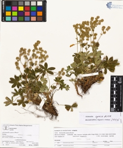Alchemilla opaca Buser