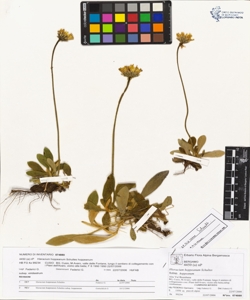 Hieracium hoppeanum Schultes subsp. hoppeanum