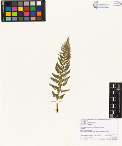 Dryopteris villarii (Bellardii) Woynar