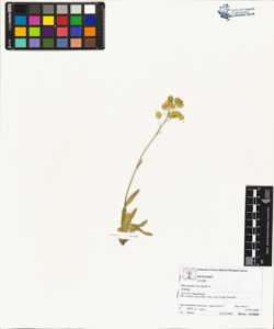 Biscutella laevigata L.