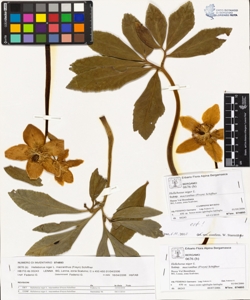 Helleborus niger L. subsp. macranthus (Freyn) Schiffner
