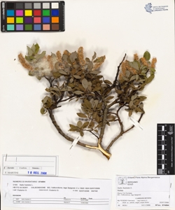 Salix hastata L.