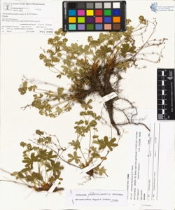 Alchemilla federiciana S. E. Fr¿hner