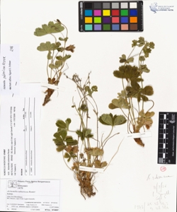 Alchemilla subsericea Reuter