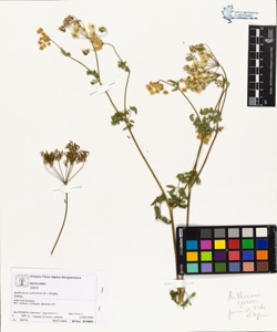 Anthriscus sylvestris (L.) Hoffm.