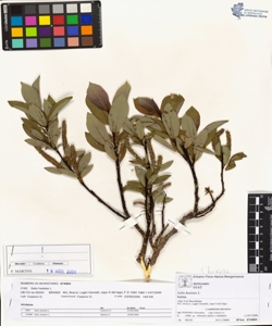Salix hastata L.