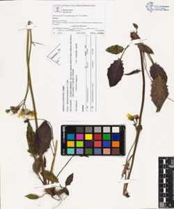 Hieracium tenuiflorum (A.-T.) Zahn