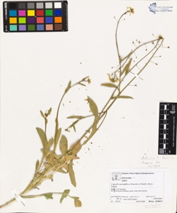 Capsella grandiflora (Fauch¿ et Chaub.) Boiss.