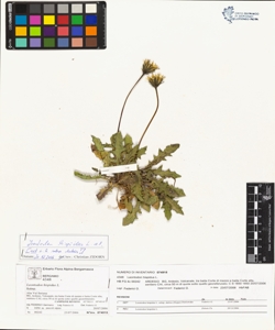 Leontodon hispidus L.