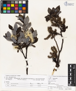 Salix glabra Scop.