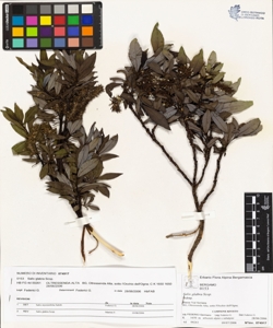 Salix glabra Scop.