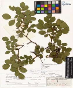 Rosa dumalis Bechst.