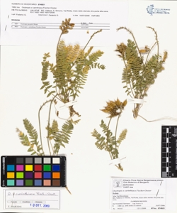 Oxytropis x carinthiaca Fischer-Ooster