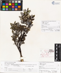 Salix myrs¿nifolia Salisb.