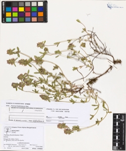 Thymus froelichianus Opiz