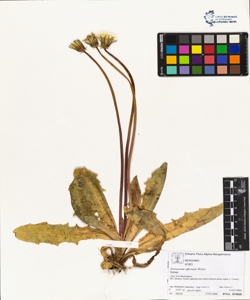 Taraxacum officinale (Aggr.)