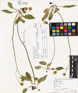 Hieracium bifidum Kit.