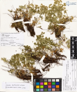 Alchemilla leptoclada (Buser.) Buser