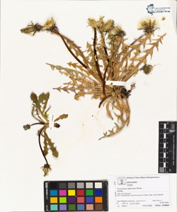 Taraxacum officinale (Aggr.)