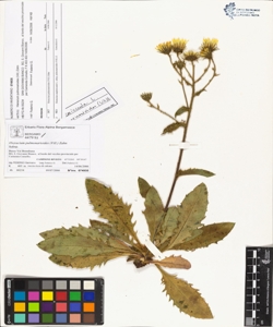 Hieracium pulmonarioides (Vill.) Zahn