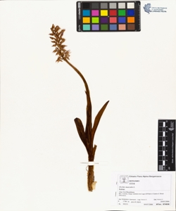 Orchis mascula L.