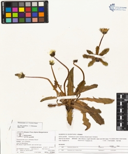 Taraxacum sect. fontana Soest