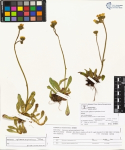 Hieracium sphaerocephalum Froel.