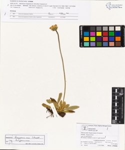 Hieracium hoppeanum Schultes subsp. hoppeanum
