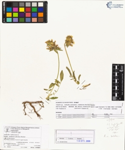 Anthyllis vulneraria L. subsp. baldens¿s (Kerner) Becker