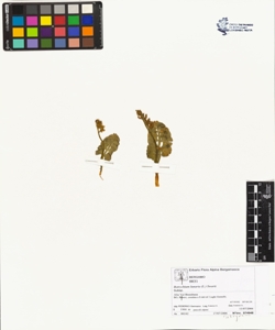 Botrychium lunaria (L.) Swartz