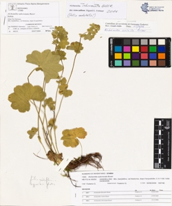 Alchemilla subcrenata Buser
