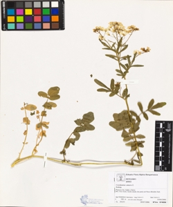 Cardamine amara L.
